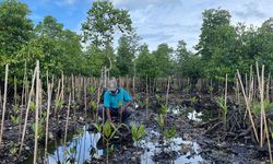 Berkat Menanam Mangrove, Warga di Sorong Bisa Buka usaha dan Beli Sepeda Motor