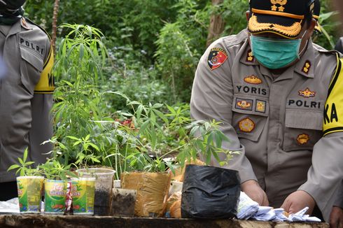 Polisi Temukan Ladang Ganja Seluas Satu Hektar di Lembang