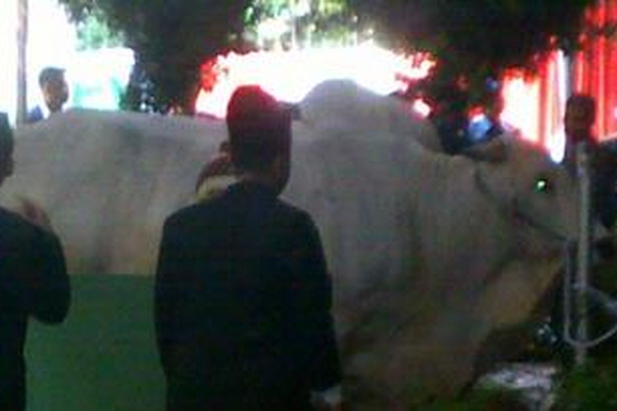 Presiden Susilo Bambang Yudhyono dan Wakil Presiden Boediono menyerahkan sapi kurban spesial di Masjid Istiqlal, Jakarta, Rabu (17/11/2010). Sapi SBY beratnya 1,8 ton, sementara sapi Boediono 1,2 ton.