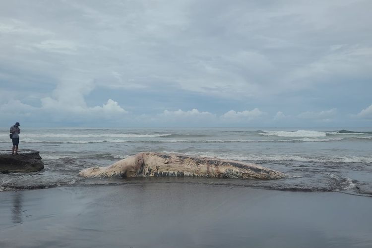 Bangkai paus jenis Paus Bryde atau Paus Edeni ditemukan terdampar di Pesisir Pantai Batu Lumbang, Kecamatan Selemadeg, Kabupaten Tabanan, Bali, Senin (3/4/2023). 