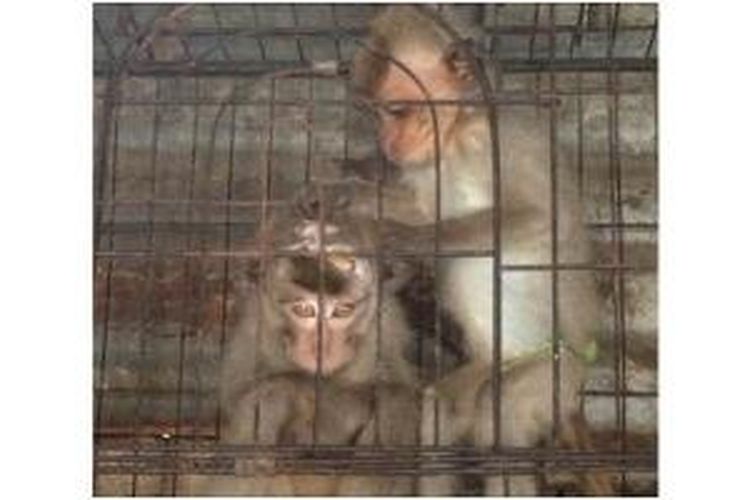 Dua monyet yang kepalanya luka dijual di Pasar Kembang Surabaya, Sabtu (8/3/2014).