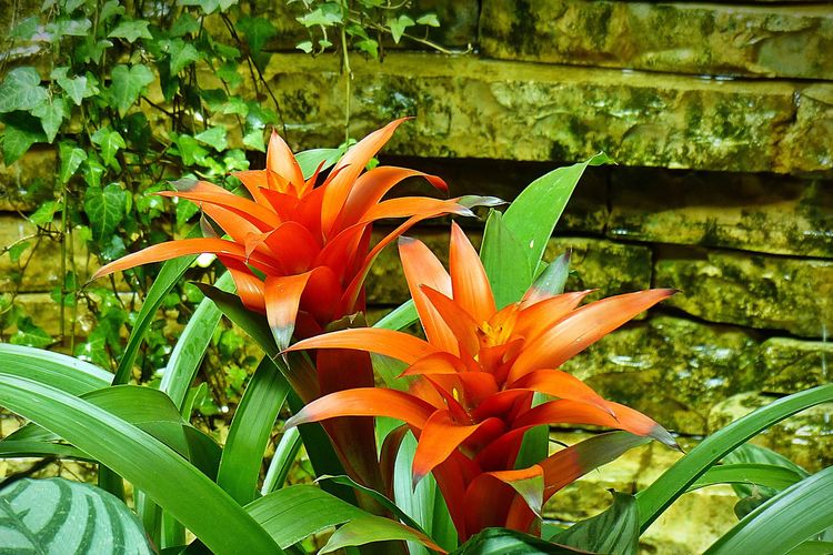 Ilustrasi tanaman hias bromelia atau bromeliad. 