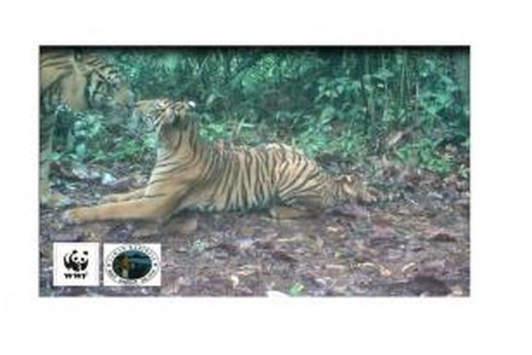 Sepasang harimau sumatera tertangkap sedang bercumbu di wilayah Taman Nasional Bukit Barisan Selatan. 