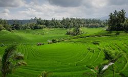 Indonesia Bidik 12 Juta Hektare Lahan Terdegradasi untuk Pangan dan Biofuel