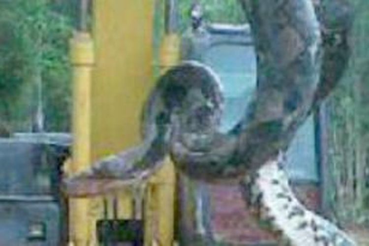 Seekor ular jenis piton dengan panjang 16 meter ditemukan warga di Sitaro, Sulawesi Utara.