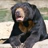 Animals Gone Wild: Sun Bears Kills Livestock in Indonesia's Lampung Province