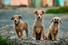 Gigit Wanita Muda Hingga Tewas, Tujuh Anjing Liar Diamankan Polisi