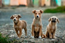 Sejumlah Anjing di Bali Mati Diduga Diracun, Polisi Buru Pelaku