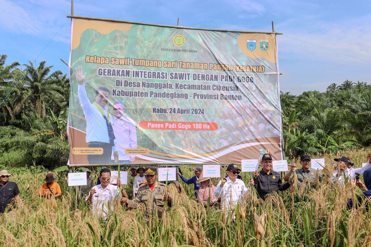 Kegiatan panen sawit program PSR seluas 200 hektar (ha) dan tanam padi dengan luasan 100 ha di Cikeusik, Pandeglang, Banten, Rabu (24/4/2024).
