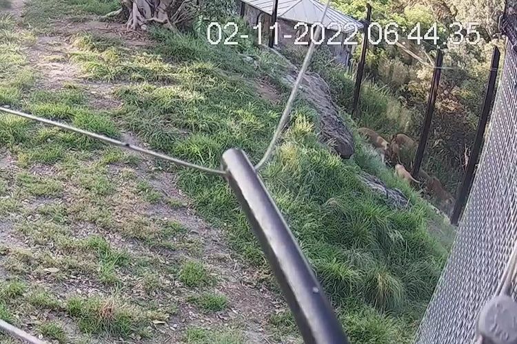 Pengelola kebun binatang Taronga Zoo merilis rekaman CCTV setelah adanya permintaan publik.