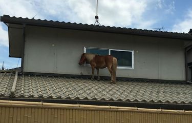 Banjir di Jepang Bikin Kuda Poni Ini Berenang Hingga ke Atap Rumah