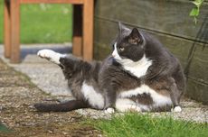3 Cara Menjaga Berat Badan Kucing Peliharaan Tetap Ideal