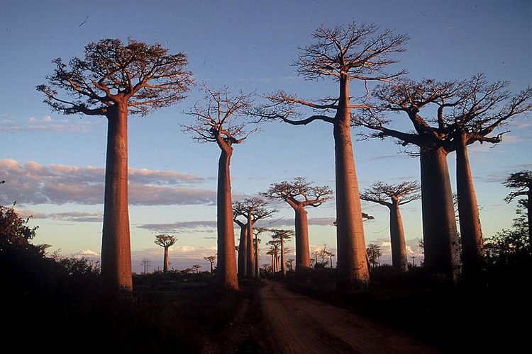 Pohon-pohon baobab di Madagaskar