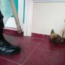 Fakta Sosok Misterius Lempar Kepala Anjing ke Rumah Kasi Penkum Kejati Riau, Terekam CCTV, Dilaporkan ke Polisi