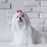 6 Ras Anjing yang Hanya Memiliki Bulu Berwarna Putih