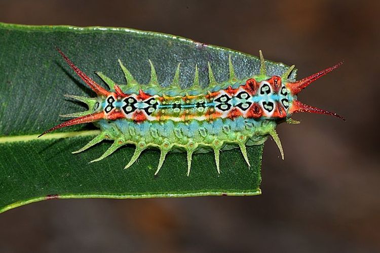 Cup Moth caterpillar atau ulat ngengat cangkir