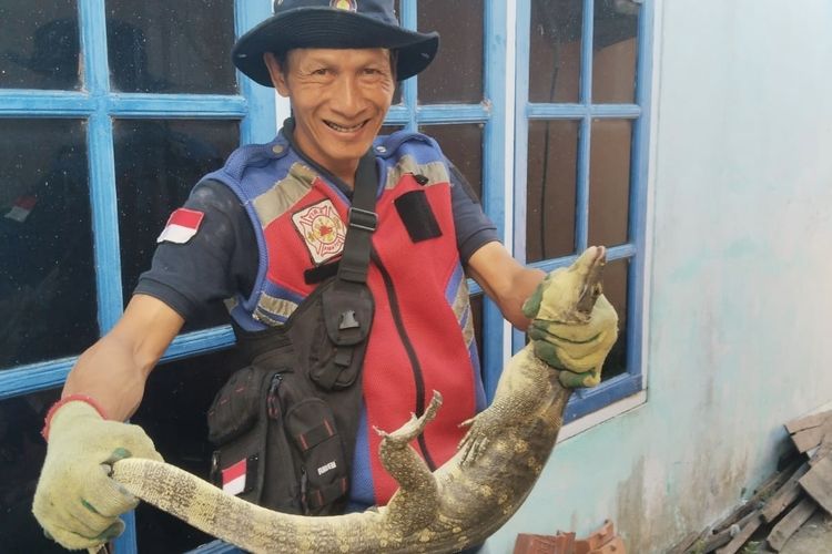 Berjibaku 1 Jam, Damkar Indramayu Evakuasi Biawak Terselip di Celah Sempit Tembok Rumah Warga