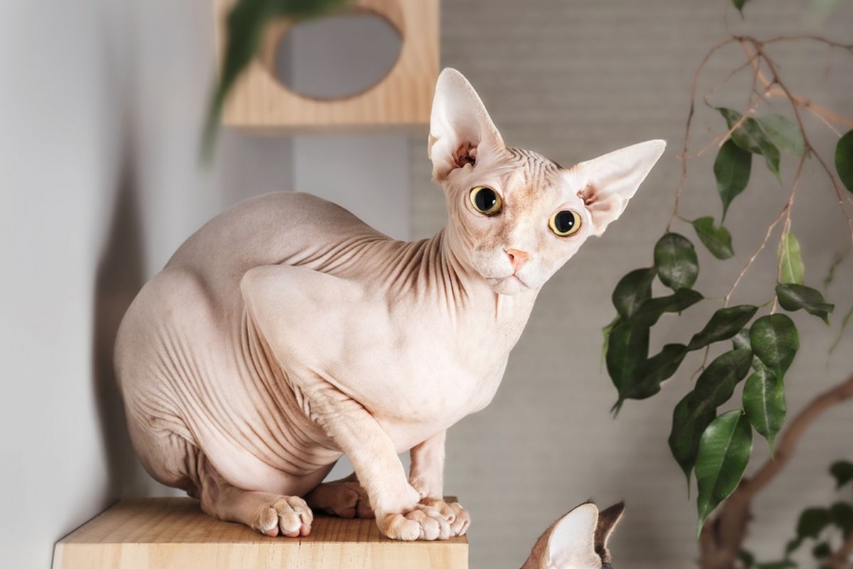 Ilustrasi kucing Sphynx, salah satu ras kucing tanpa bulu.