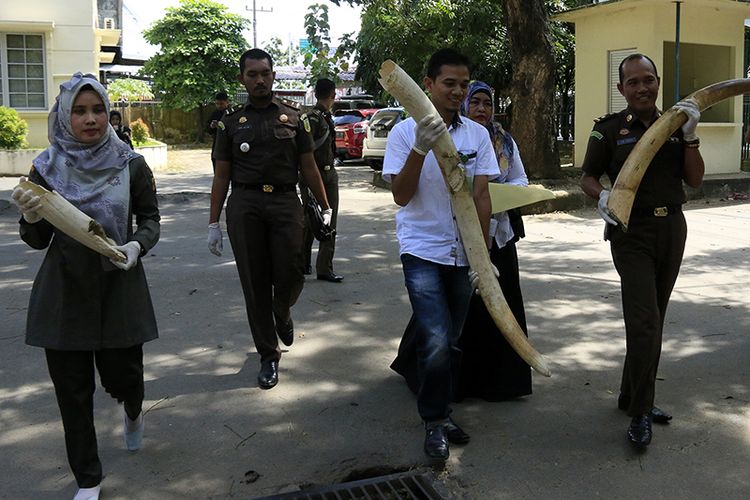 Kejaksaan Negeri Aceh Timur menyerahkan barang bukti gading gajah kepada Sapto Aji, Kepala Balai Sumber Daya Alam (BKSDA) Aceh. Kamis (24/01/2019). Penyerahan barang bukti gading gajah itu dilakukan setalah eksekusi putusan incrach terhadap dua terdakwa perkara pembunuhan gajah oleh majelis hakim Pengadilan Negeri Aceh Timur pada Kamis (20/12/2018) lalu. 