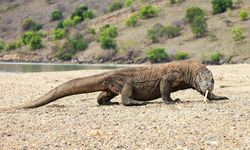 Dari Bogor, 6 Komodo Dikembalikan ke Habitat Alaminya di NTT