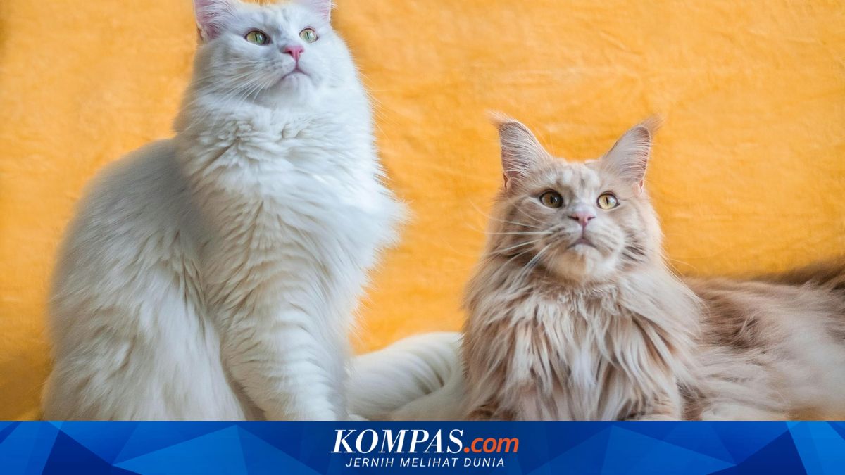 Ini 5 Jenis Kucing Ras Jumbo Rekomendasi Pakar IPB University