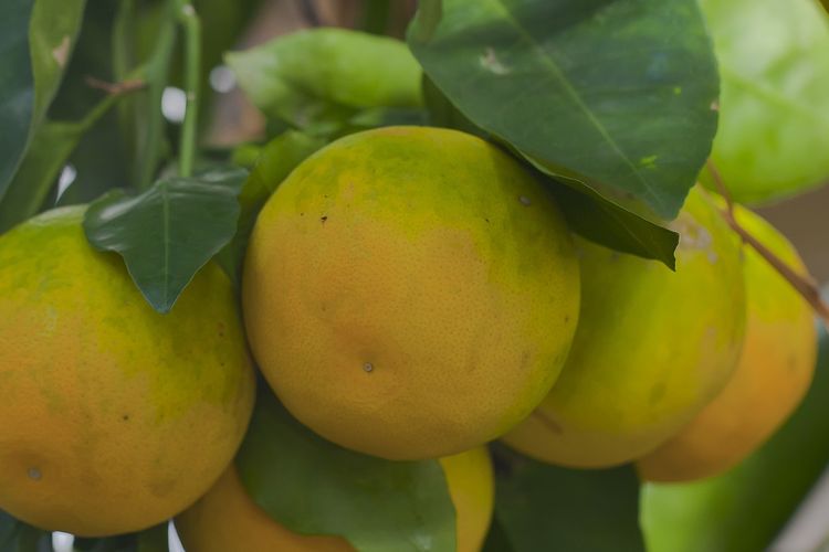 Ilustrasi buah jeruk, tanaman jeruk, pohon jeruk. 