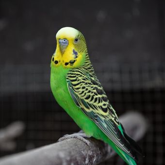 Ilustrasi burung Budgie (Parkit)