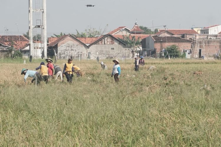 Pakai Padi Biosalin dan Drone, Lahan Bekas Rob di Pekalongan Panen 8,2 Ton per Hektar