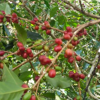 Kopi Robusta Manggarai Timur, Flores, NTT, Kamis, (6/10/2022)