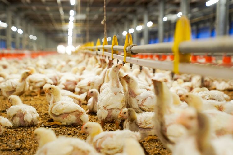 10 Fakta Peternakan Ayam Indonesia di Majalengka, Punya Biosekuriti Ketat