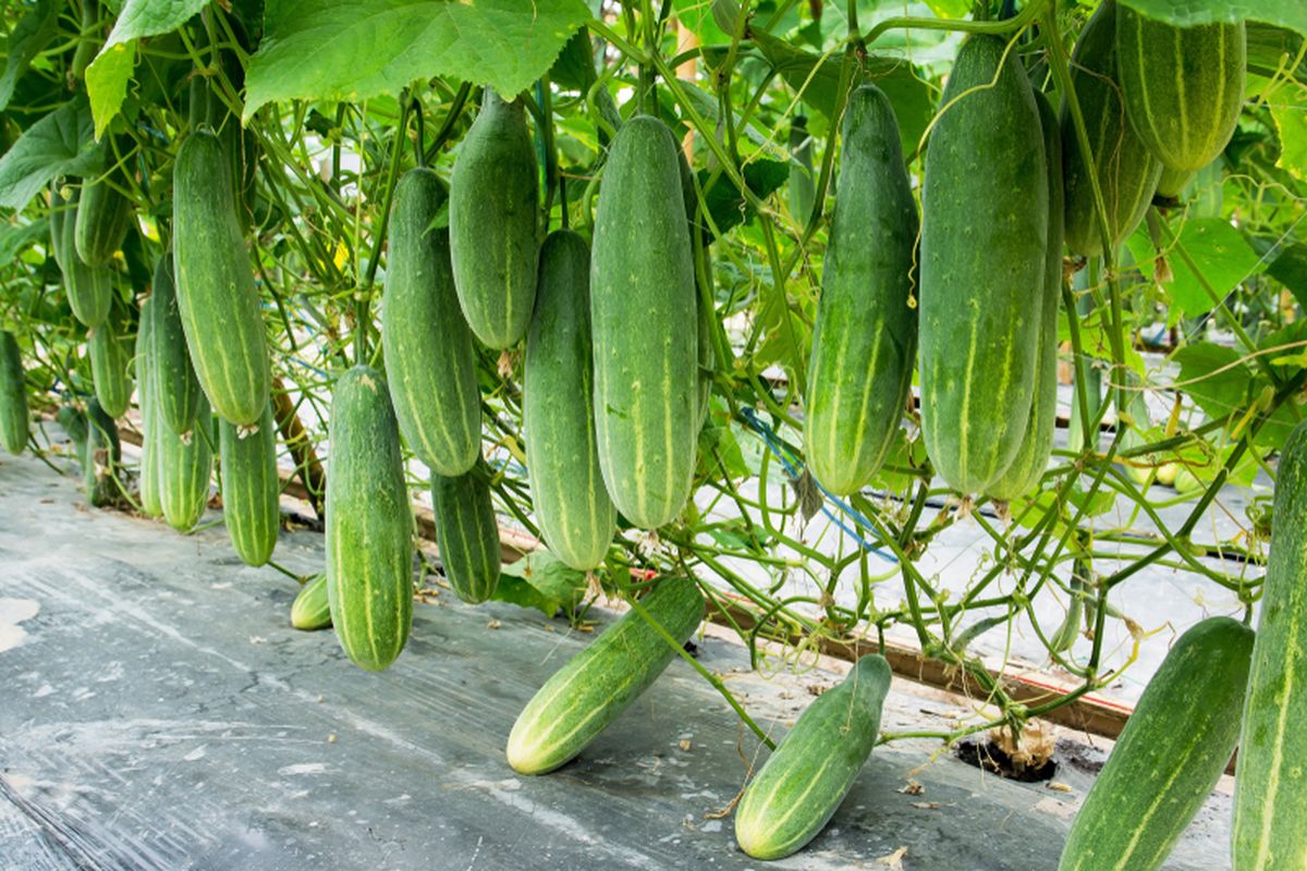 Ilustrasi mentimun, budidaya mentimun. 