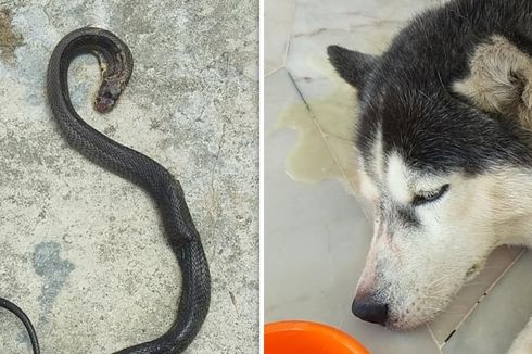 Anjing Ini Mati Lindungi Keluarga Majikannya dari Ular Kobra