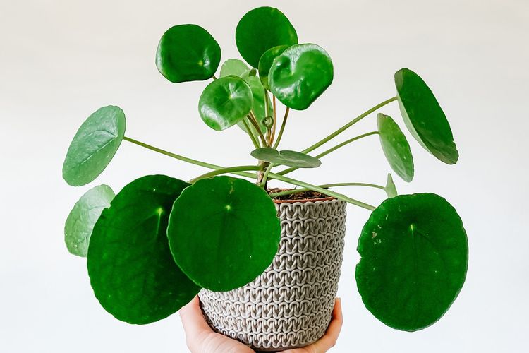 Ilustrasi tanaman hias Chinese Money Plant (Pilea peperomioides). Menurut feng shui, ini adalah salah satu tanaman pembawa keberuntungan.