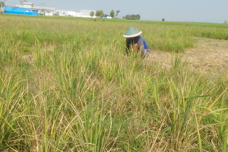 Padi Diserang Hama Wereng, Petani di Madiun Gagal Panen