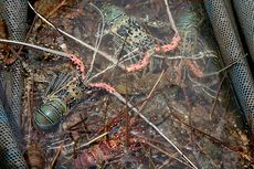 Budidaya Lobster Pakai Kerangkeng Dinilai Lebih Baik ketimbang Keramba Jaring Apung