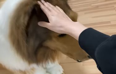 Pria Jepang Habiskan Rp 213 Juta demi Jadi Anjing, Muncul di Depan ...