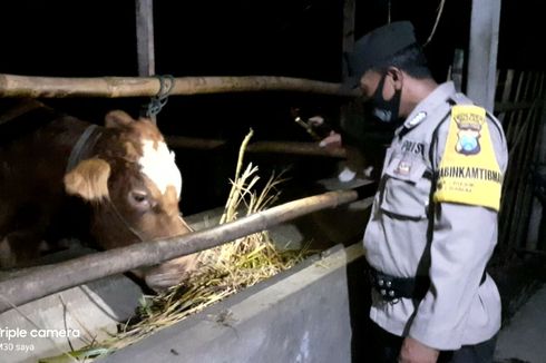 Wabah Penyakit Mulut dan Kuku Meluas, BRIN Akan Lakukan Identifikasi Cepat Penyakit dan Vaksinasi