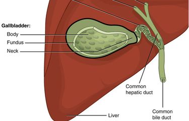 Ilustrasi hati (tempat dibuatnya cairan empedu) dan kantung empedu (tempat disimpannya cairan empedu dari hati).