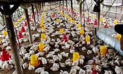 Produksi Ayam Ras 2018 Nasional Surplus