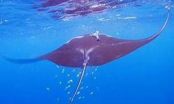 Habitat Baru Pari Manta Karang Ditemukan, Perluasan Zona Lindung Mendesak