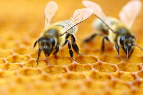 Pensiunan Ini Baru Tahu Kalau Tinggal dengan 80.000 Ekor Lebah Madu di Rumahnya