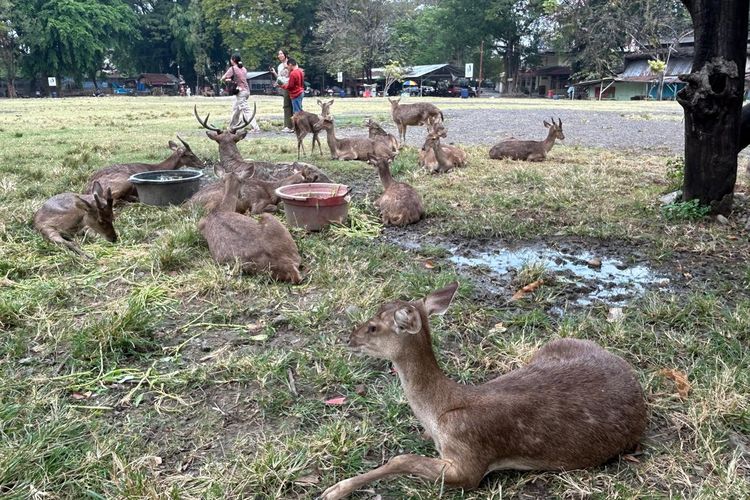 Viral Rusa Makan Sampah, Pemkot Solo Siapkan Konsep Penangkaran Baru Taman Sriwedari
