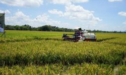 NTP Maret Capai 110,85, Jagung, Cabai Rawit, Kopi, Sawit, dan Karet Jadi Komoditas Dominan