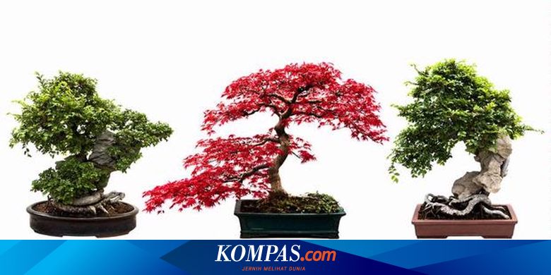 Komentar Berita Lebih Berseri Dengan Quot Tanaman Mini Quot