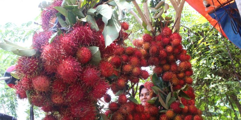 Musim Panen Rambutan Dan Rekomendasi Tempat Berburu Rambutan Enak