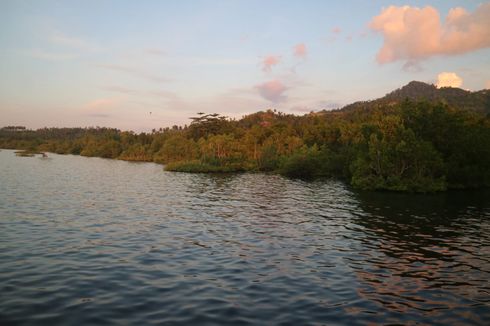 Perjalanan Menyelamatkan Hutan Bakau Terakhir di Manado