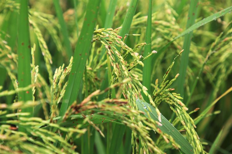 Ilustrasi tanaman padi yang rusak karena serangan organisme penggangu tanaman