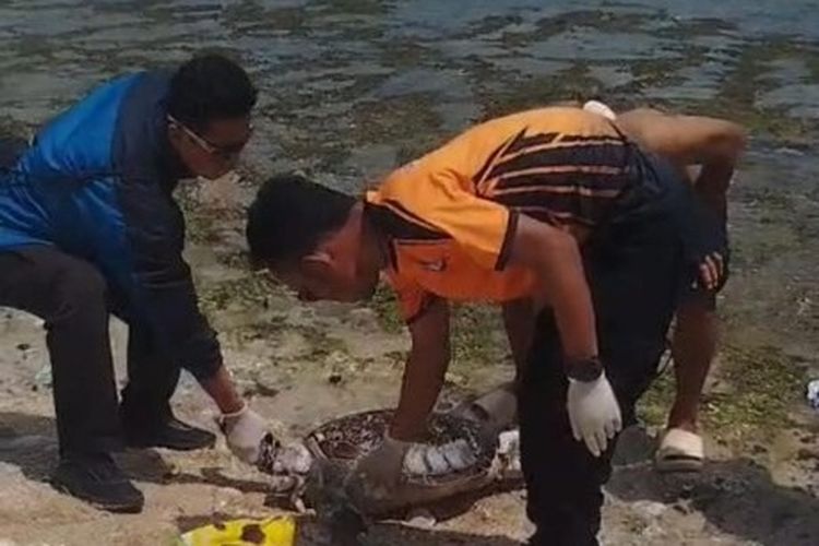 Penyu Berbobot 20 Kg Mati di Pantai Krakal Gunungkidul, Keluarkan Aroma Tak Sedap