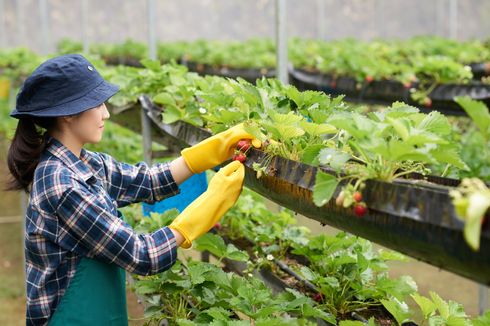 Cara Menanam Strawberry Vertikultur, Cocok untuk Lahan Sempit