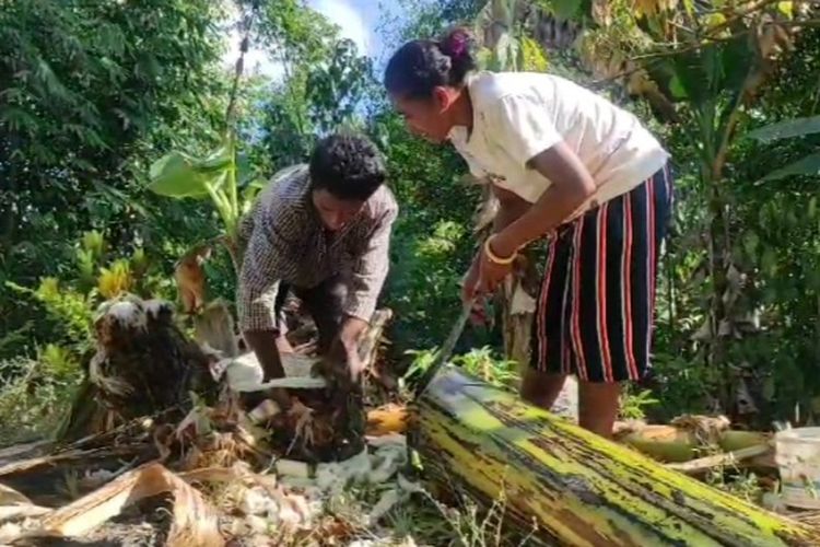 Warga Dusun Klotong, Desa Bura Bekor, Kecamatan Bola, Kabupaten Sikka, Nusa Tenggara Timur (NTT) sedang mencari air dari batang pisang untuk memenuhi kebutuhan sehari-hari.